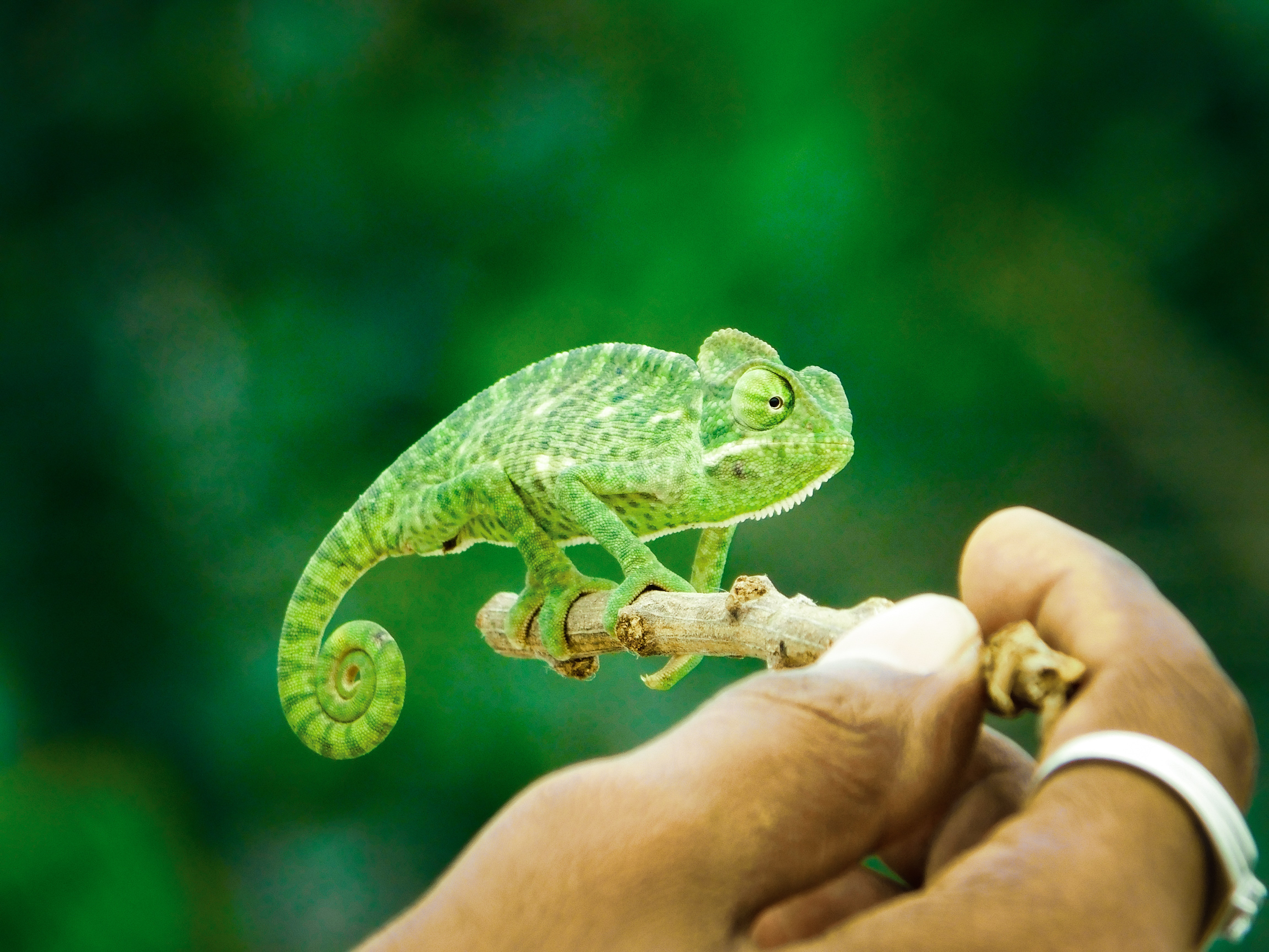 animal-chameleon-green-1695717